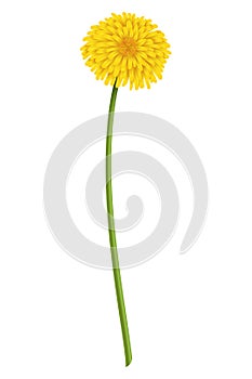 Dandelion. Realistic yellow flower. Summer natural season element, beautiful grass. Vector icon illustration isolated on