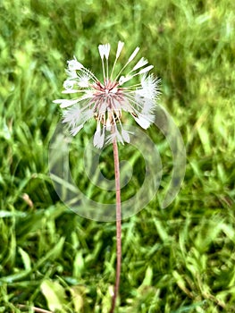 Dandelion resisting wind