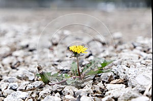 Dandelion between a rock and a hard place