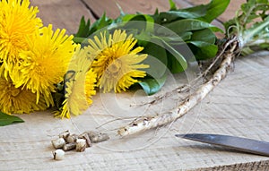 Dandelion root, with dandelion flowers and leaves