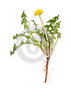 Dandelion root is isolated