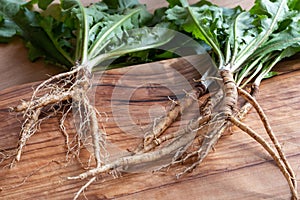 Dandelion root and whole plant on a table