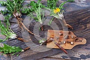 Dandelion root and whole plant on a wooden table. with root cut on cutting board with knife