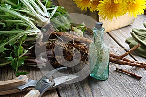 Dandelion roots and yellow flowers. Infusion bottle of Taraxacum officinale and pruning shear on table photo