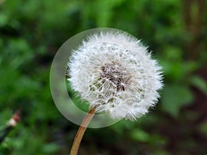 Dandelion rosette flower head seeds