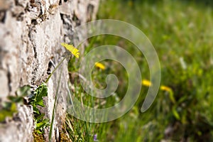 Dandelion on a wall