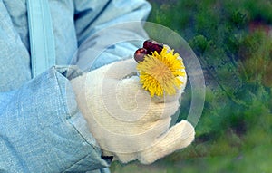 Dandelion and ryanet in hands.