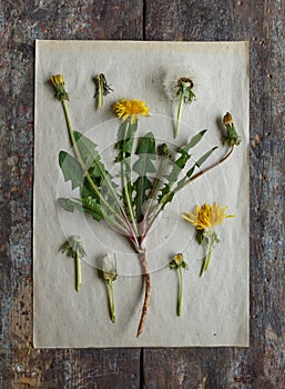 Dandelion's herbarium. Botanical illustration