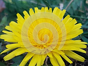 Dandelion