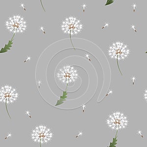 Dandelion seamless pattern on grey background