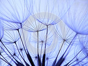 Dandelion seed