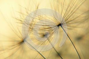 Dandelion seed img