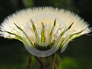 Dandelion seed