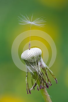 Dandelion Seed