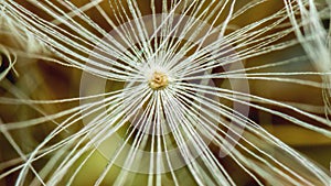 Dandelion seed background. Seed macro close up. Spring nature. Concept closeup beauty of nature