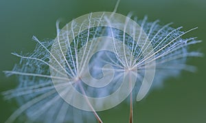 Dandelion seed in big close up