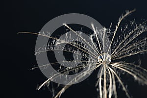 Dandelion seed on black background, close up