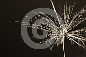 Dandelion seed on black background, close up