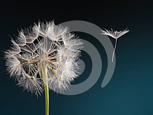 Dandelion with seed blowing away in the wind