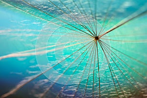 A dandelion seed close-up on a beautiful multi-colored turquoise background. Selective soft focus.