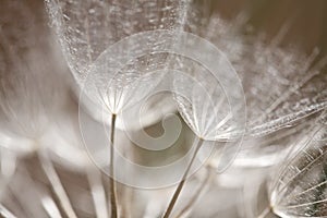 Dandelion Seed Closeup