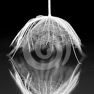 Dandelion seed with details and reflexion on black