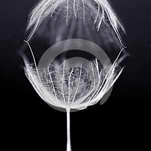 Dandelion seed with details and reflexion on black