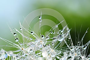 Dandelion seed with drops