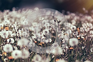 Dandelion seed, fluffy blow ball in meadow, beauty in nature