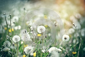 Dandelion seed, fluffy blow ball in meadow, beauty in springtime