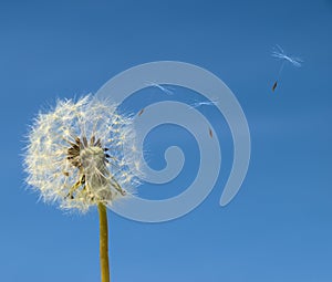 Dandelion with seed flying away