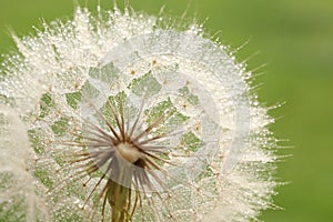 Dandelion seed with golden water drops. close up