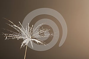 Dandelion seed on grey background, close up