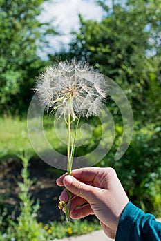 Dandelion seed in hand