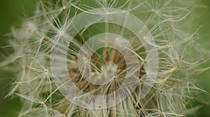 Dandelion seed head