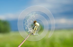 Dandelion seed head.