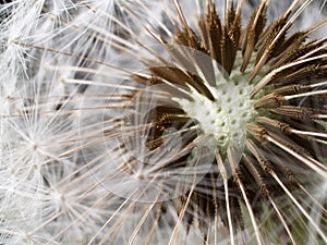 Dandelion seed head