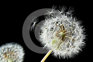 Dandelion seed head