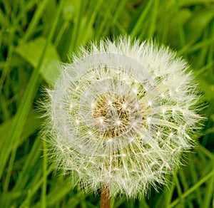 Dandelion seed head.