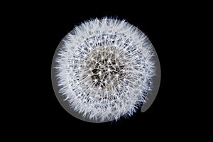 Dandelion Seed Head