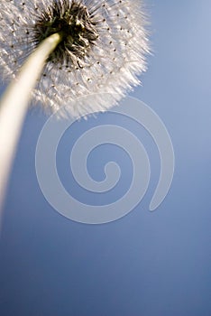 Dandelion seed head