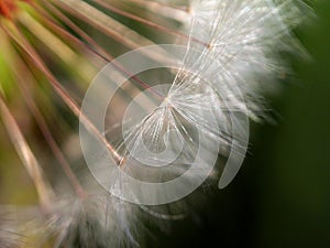 Dandelion seed head