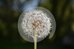 A dandelion seed head.