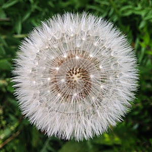Dandelion seed head from above