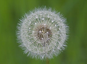 Dandelion seed head