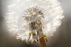 Dandelion seed head with beautiful glow