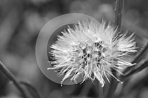 Dandelion seed head in black and white