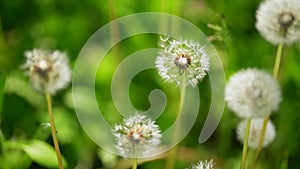 Dandelion Seed Head Blossom Timelapse on a Black Background. Blossoming White Dandelion. Fluffy Flower Plant