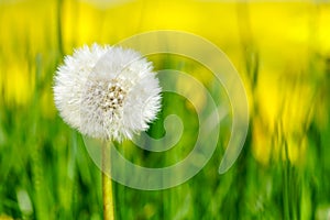 Dandelion seed head or blow ball on green grass background