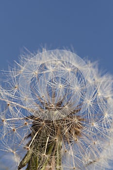 Dandelion seed head with blue sky